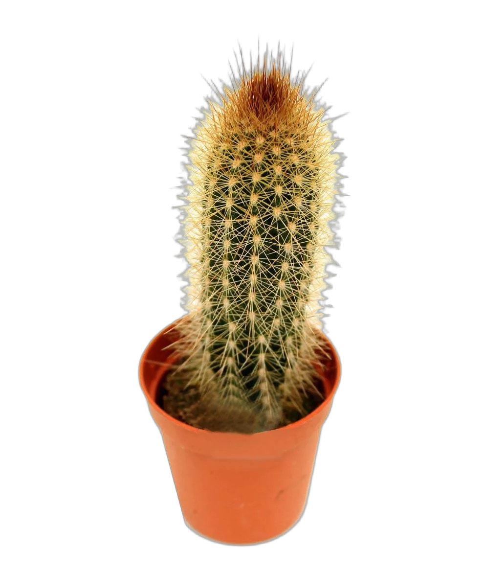 Клейстокактус изумрудный - Cleistocactus smaragdiflorus D15 H40