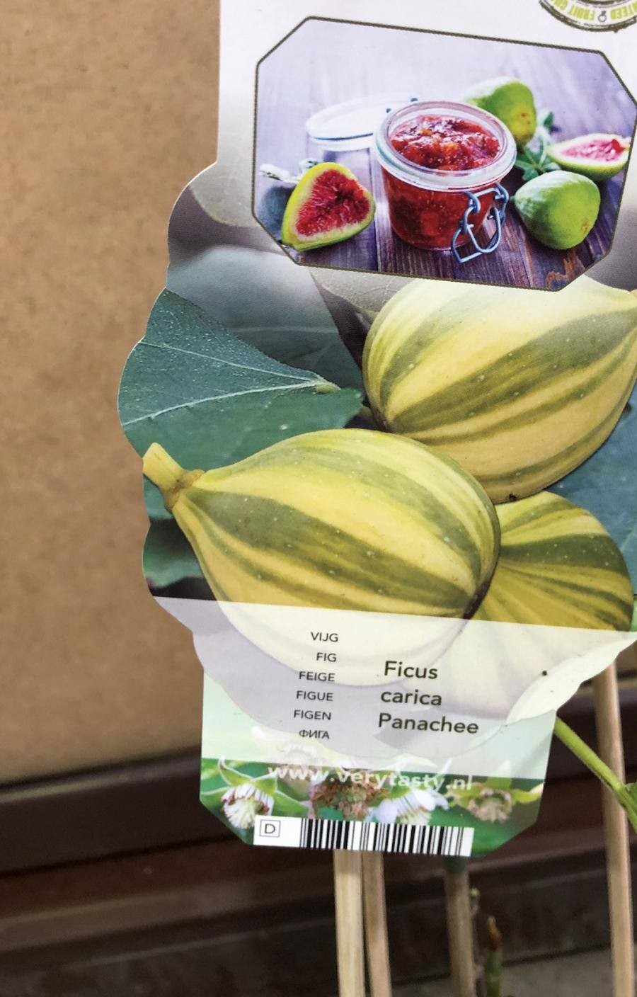 Лимонное дерево - Citrus limon D46 H200