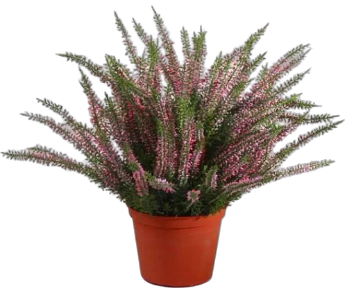 Вереск Каллуна розовый - Calluna D12 H20