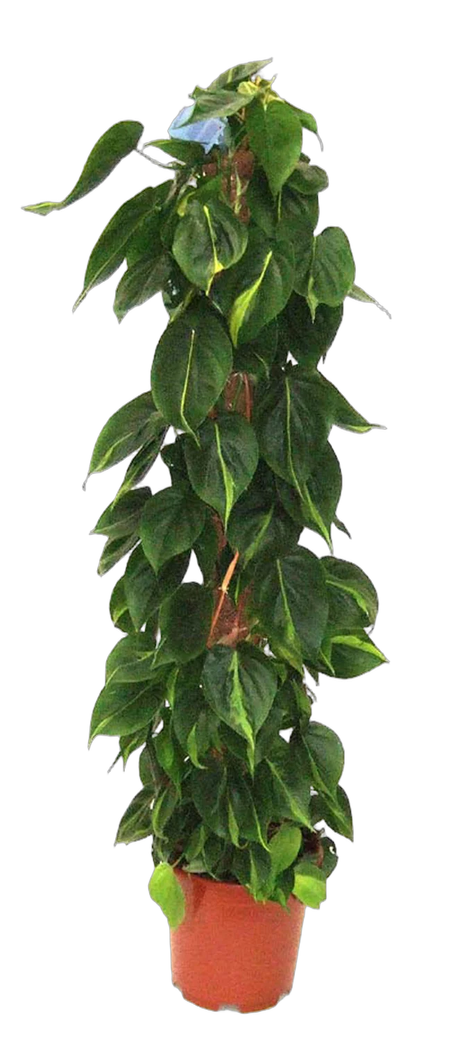 Филодендрон Сканденс, лазящий - Philodendron scandens D27 H150