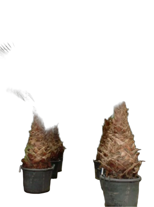 Пальма Вашингтония нитчатая D60 H300