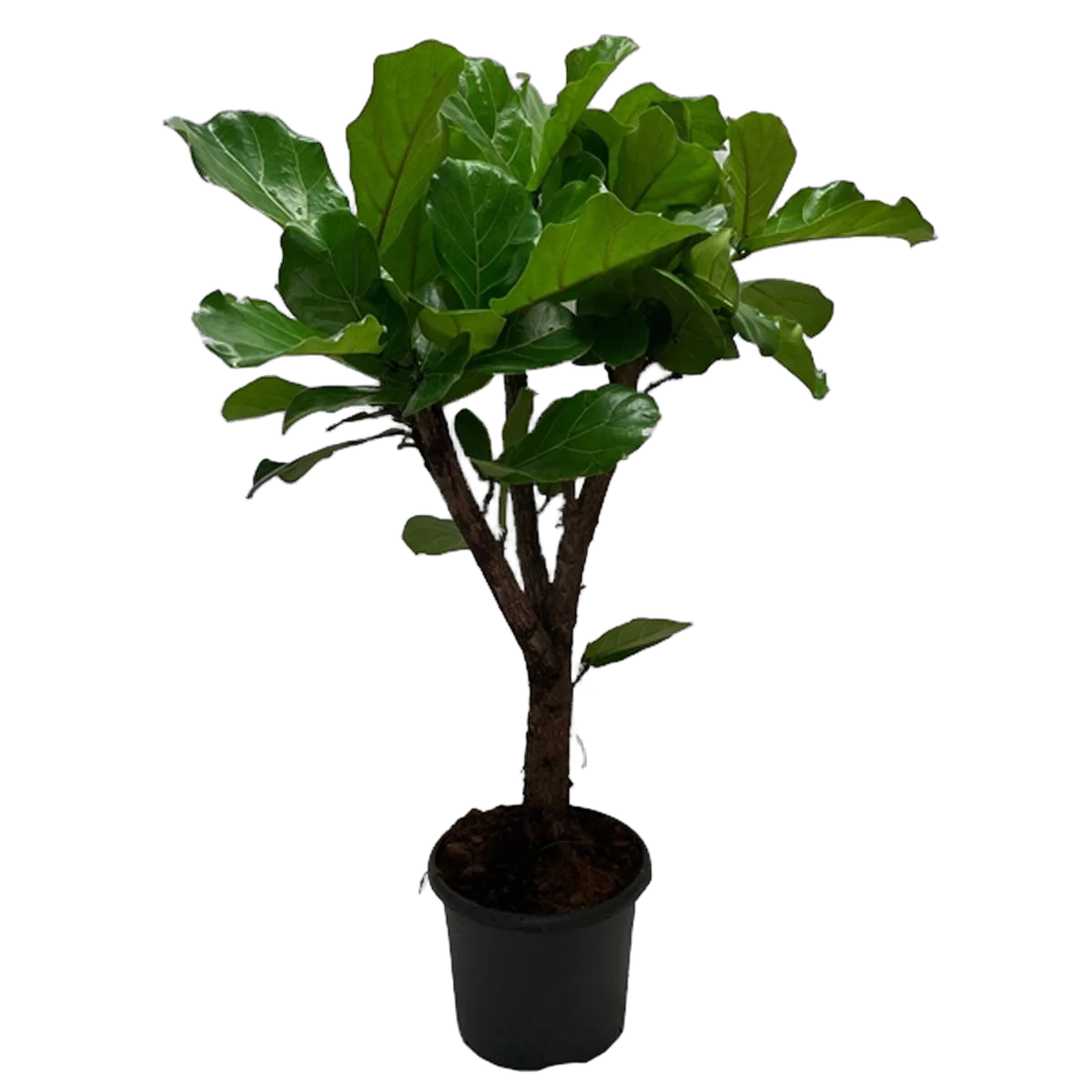 Фикус Лирата Бранч - Ficus Lyrata Branched D27 H110