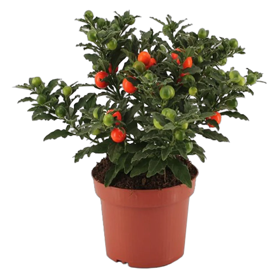 Соланум Паслен ложноперечный - Solanum D12 H35