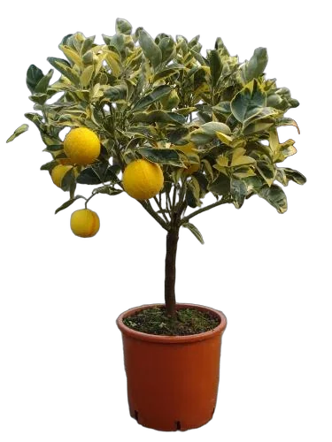 Вариегатный апельсин - Sinensis variegato D20 H80