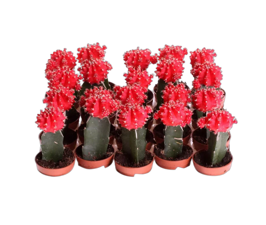 Гимнокалициум Михановича красный - Gymnocalycium D5 H15