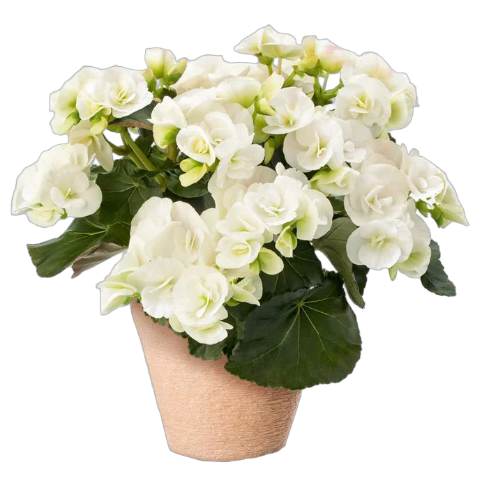 Бегония Клара белая - Begonia Elatior Hf Clara D22 H40