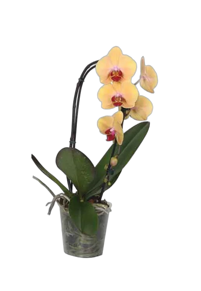 Каскадный фаленопсис - Phalaenopsis Cascade Gold Rush D12 H40