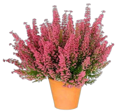 Вереск Каллуна - Calluna D13 H25