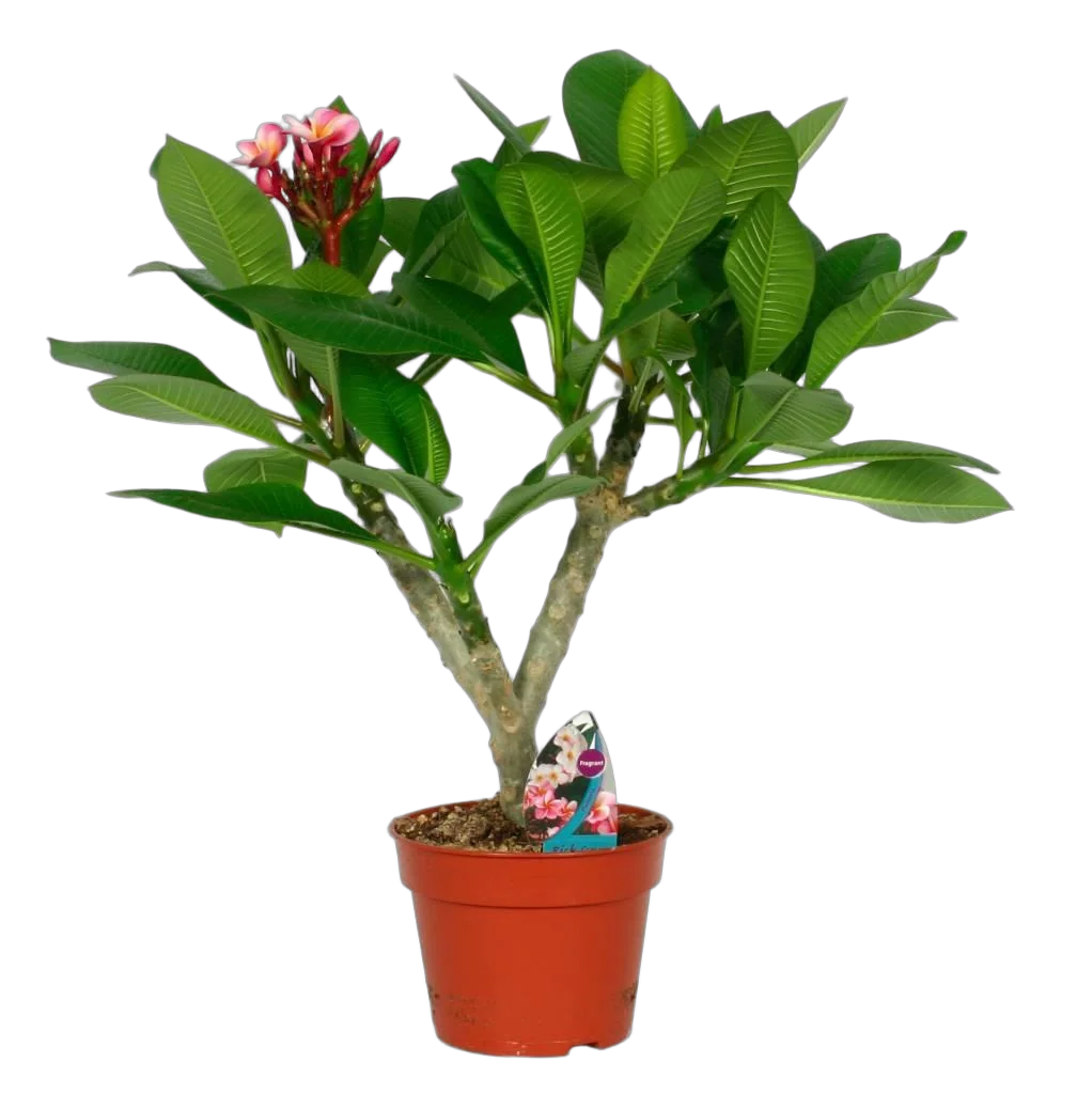 Плюмерия - Plumeria D14 H40