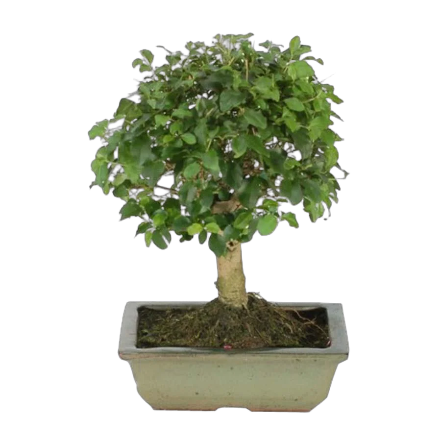 Бонсай Лигуструм D15 H20