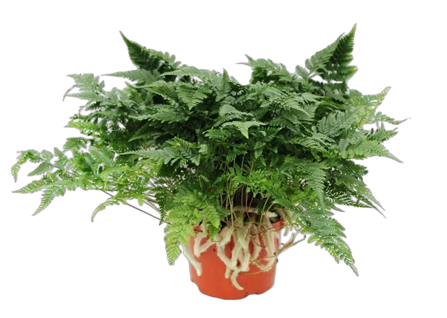 Даваллия - Davallia D12 H20