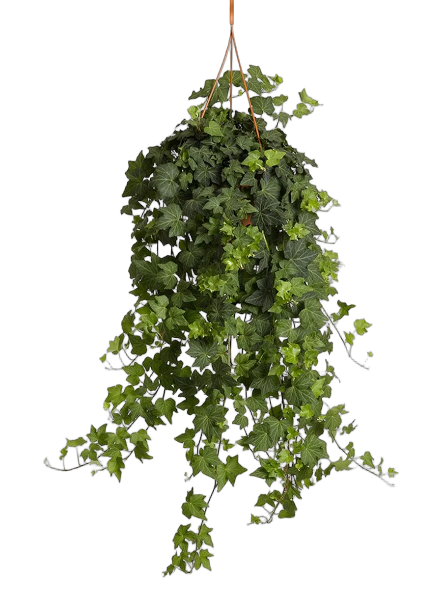 Хедера Бриджит - Hedera helix Brigitte D24 H50