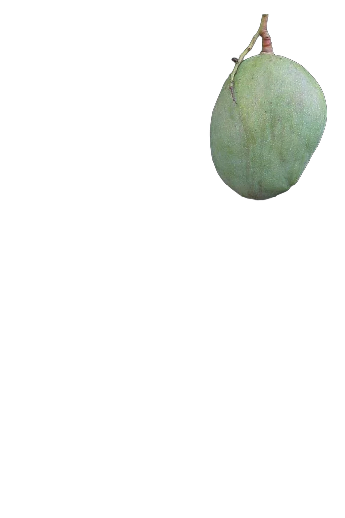 Манго Глен - Mangifera Gleen D18 H140-165см