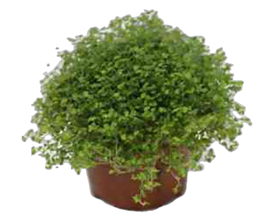 Солейролия - Soleirolia D9 H20