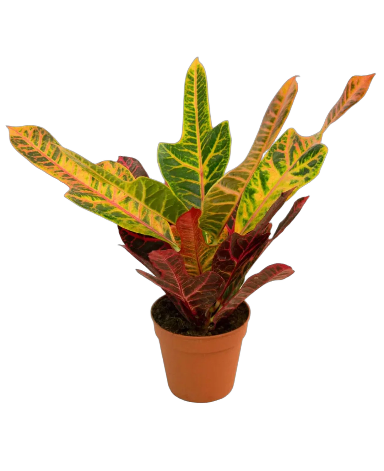 Кодиеум пестролистный Экселент - Codiaeum variegatum 'Excellent' D12 H40