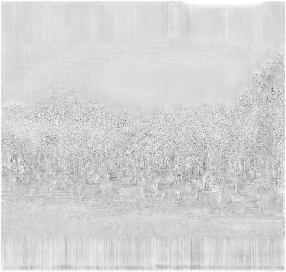 Оливковое дерево, маслина европейская - Olea europaea D60 H200