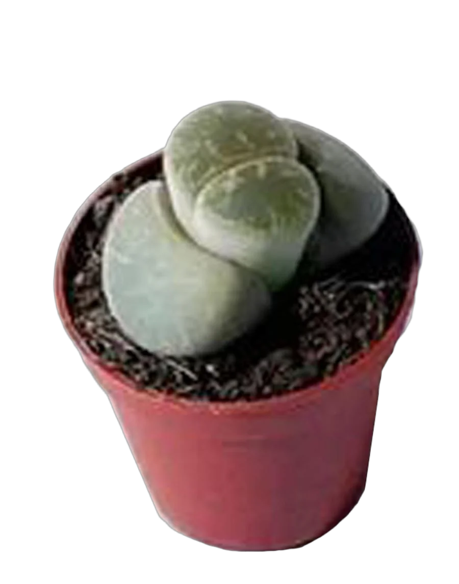 Литопс микс - Lithops spp mix D5 H5