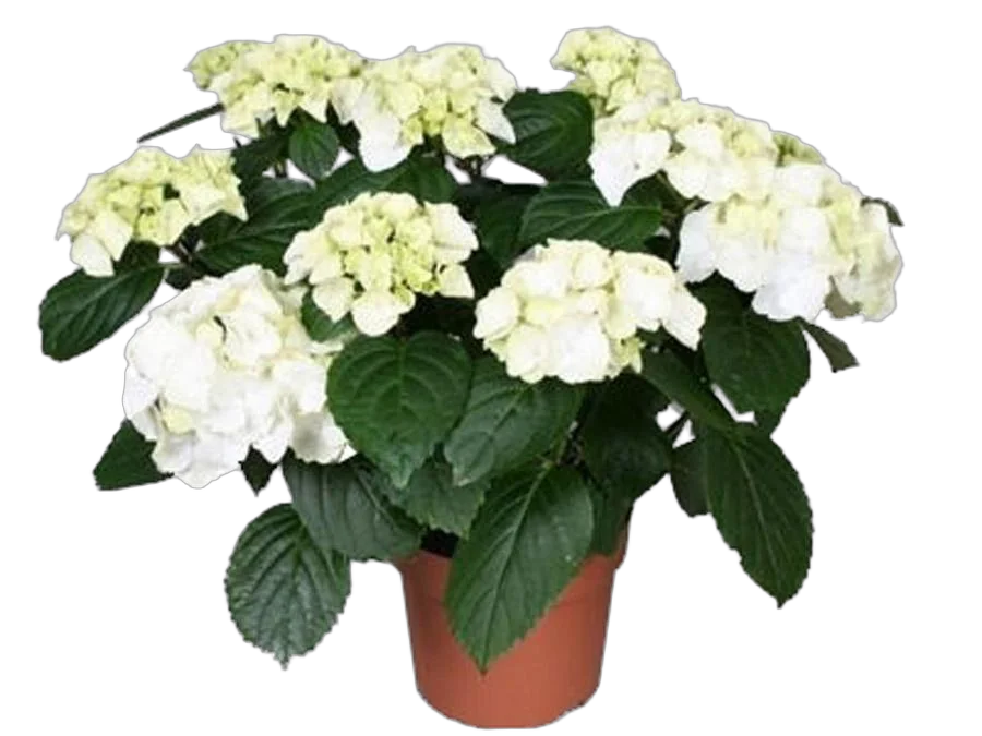 Гидрангия (Гортензия) белая - Hydrangea D18 H45
