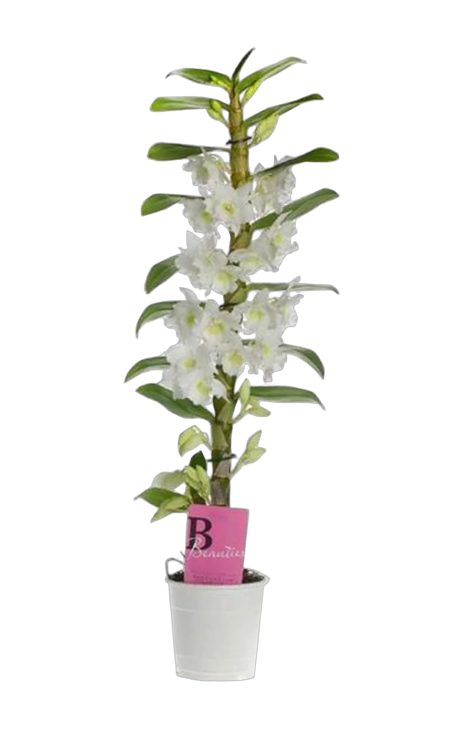 Дендробиум Нобиле белый - Dendrobium nobile D12 H50