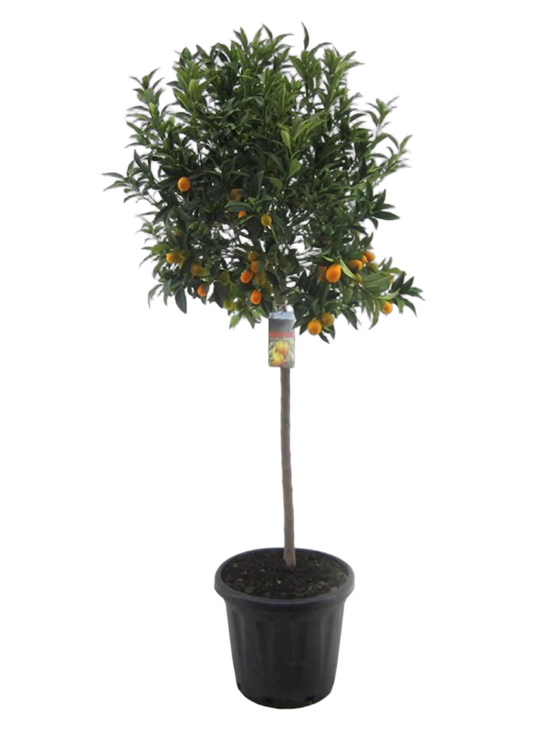 Кумкват - Kumquat D30 H140