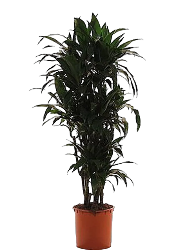 Драцена Джанет Крэйг куст - Dracaena deremensis "Janet Craig" D38 H180