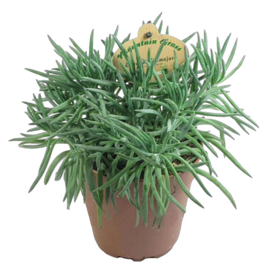 Крестовник Сенецио хаворта Калиманжаро - Senecio haworthii Kilimanjaro D12 H25