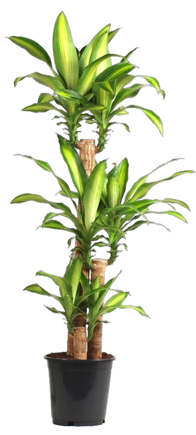 Драцена Массанжеана 4 ствола - Dracaena Massangeana D18 H90