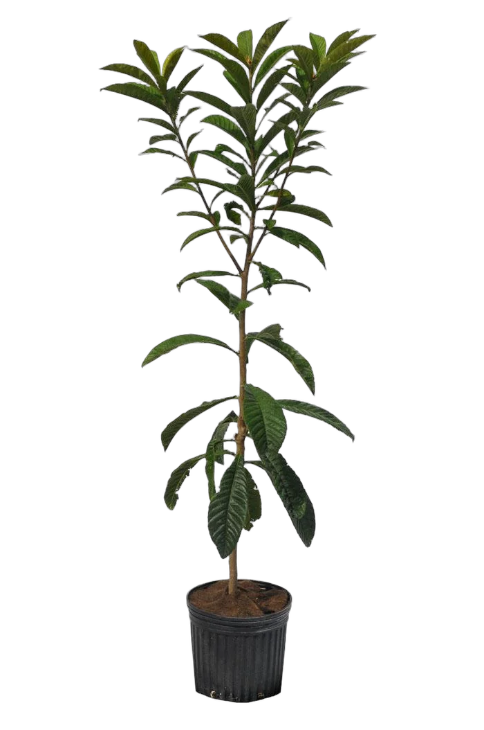 Мушмула - Eriobotrya japonica D17 H80