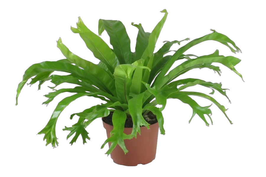 Асплениум - Asplenium antiquum crissie D12 H25