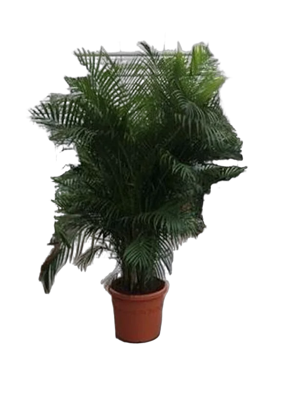 Пальма Дипсис желтоватый - Dypsis Lutescens D58 H280