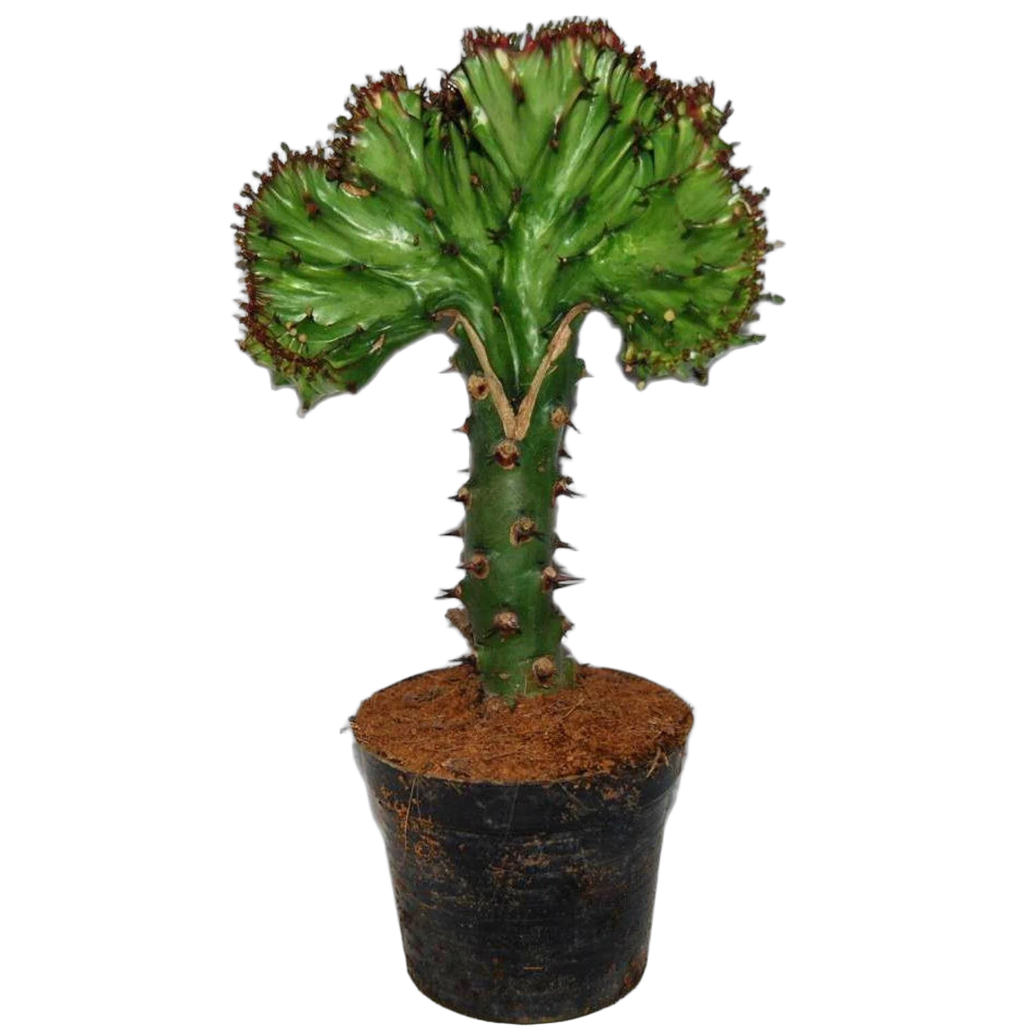 Эуфорбия лактея кристата - Euphorbia lactea forma cristata D10 H20
