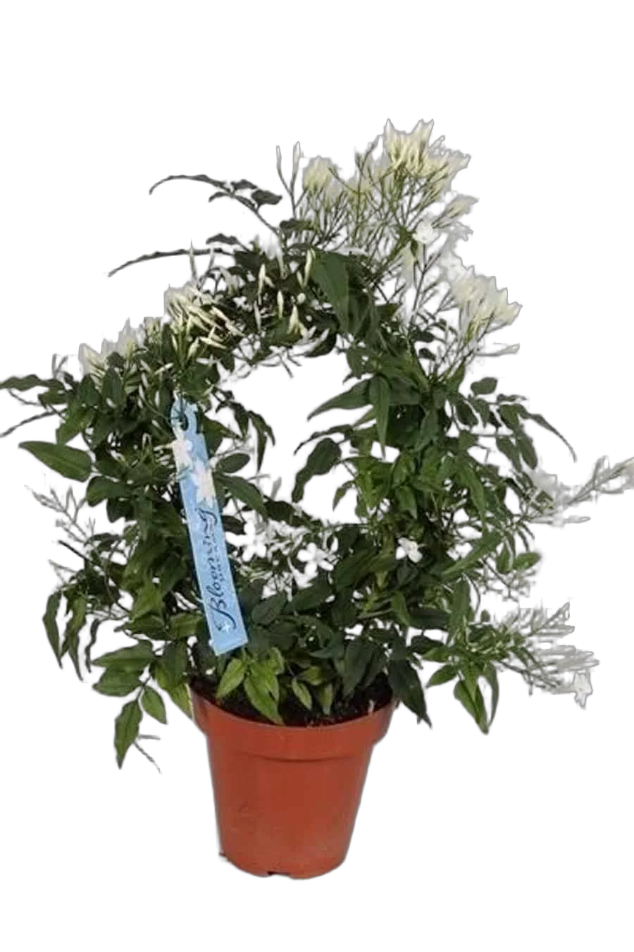 Жасмин многоцветковый - Jasminum polyanthum D12 H40