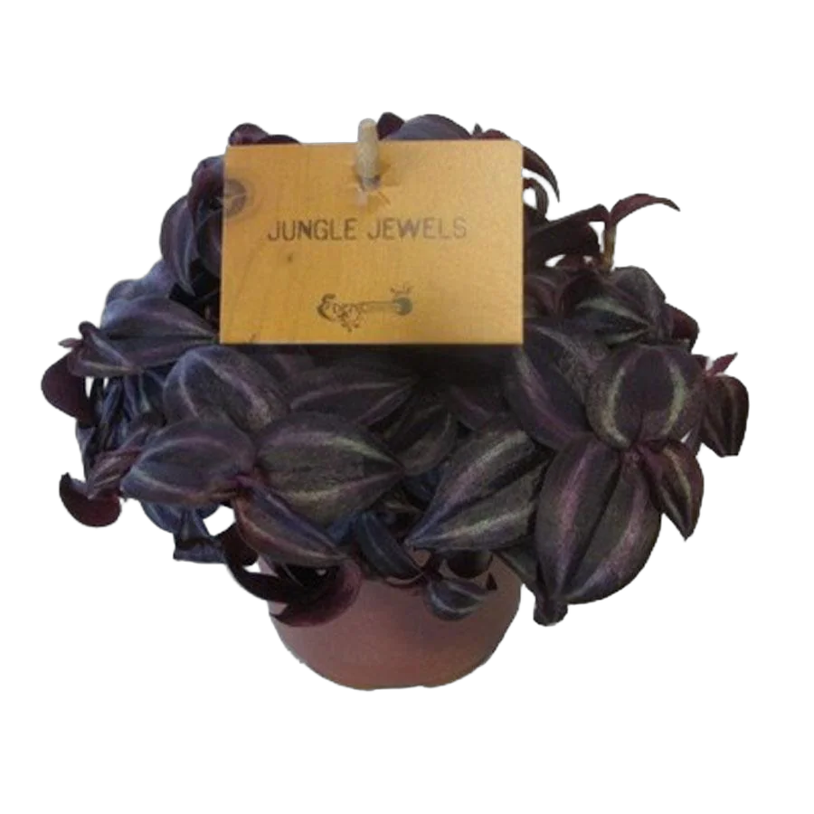 Традесканция - Tradescantia Jungle Jewels D12 H20