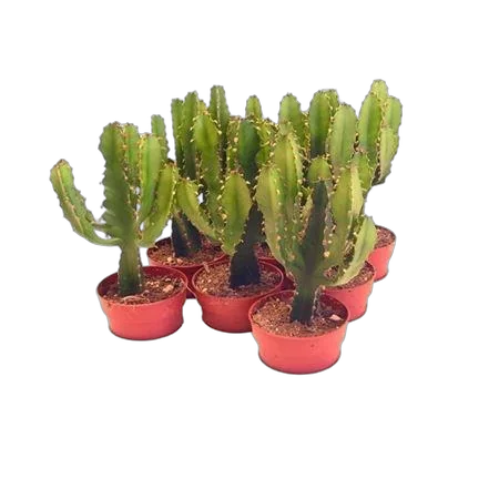 Молочай треугольный, трехгранный - Euphorbia Triangularis D8 H15