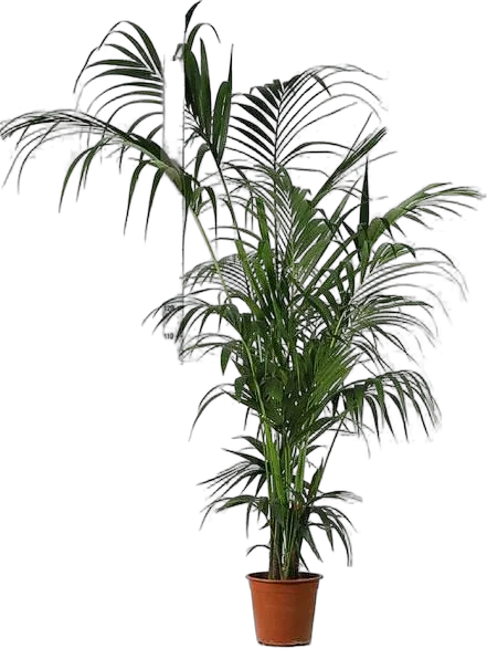 Ховея (Кентия) D30 H220