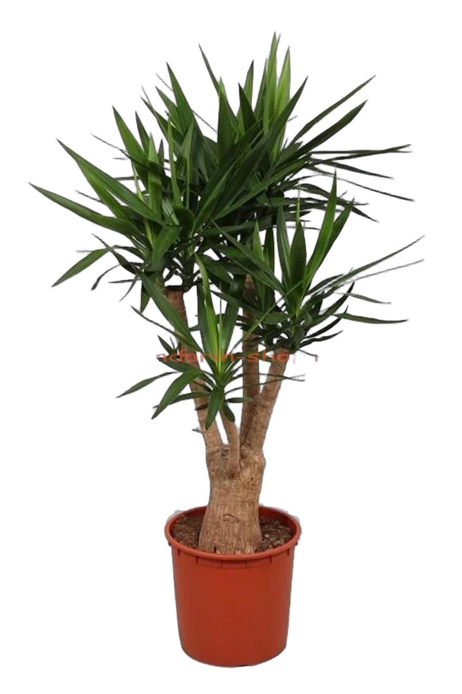 Пальма Юкка слоновая - Yucca elephantipes branched D34 H150