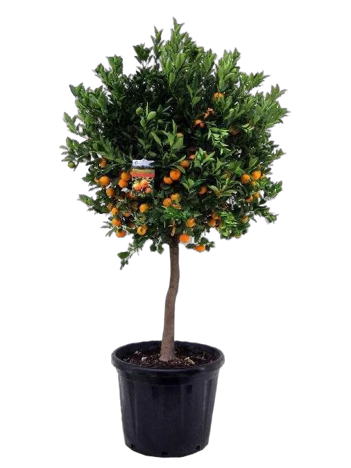 Каламондин - Citrofortunella D30 H150