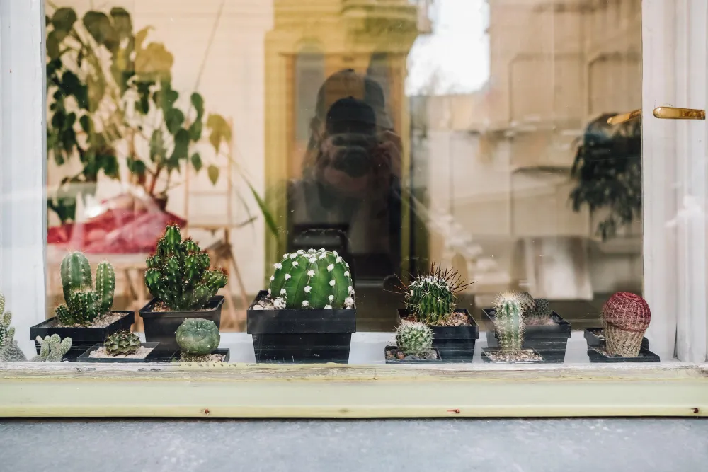 Оформление витрин