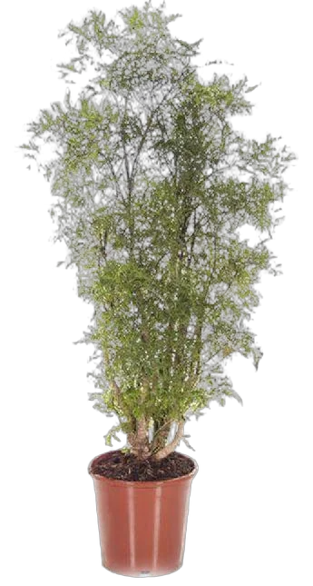 Фолисифолия