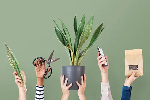 Создается здоровый и эстетичный интерьер