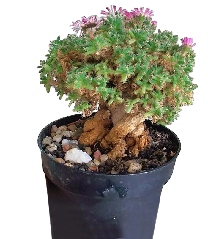 Растение Триходиадема  D13 H25