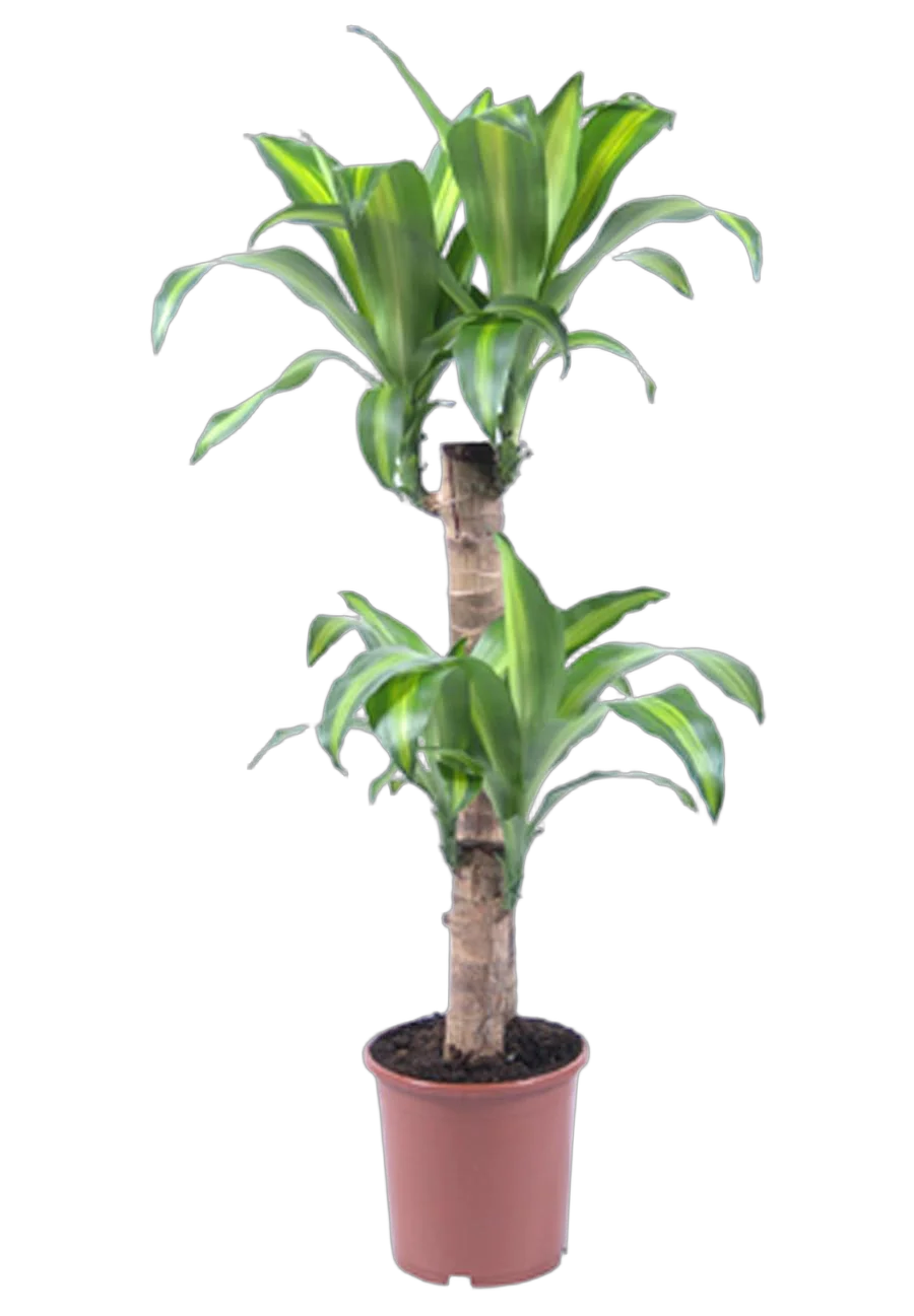 Драцена Массанжеана 2 ствола - Dracaena Massangeana D14 H80