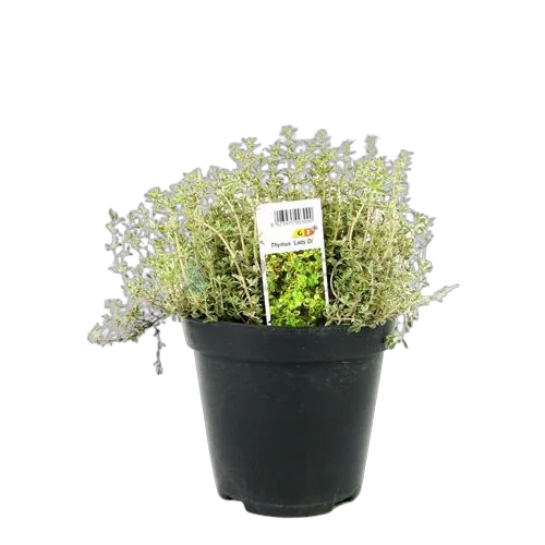 Тимьян пестролистный - Thymus D10 H15