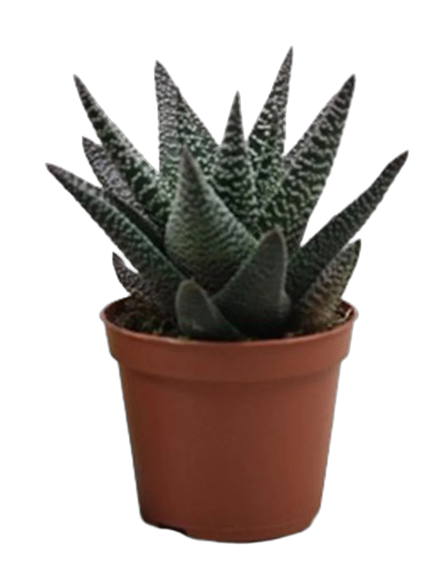 Гастровортия - Gasterhaworthia Royal Highness D5 H15