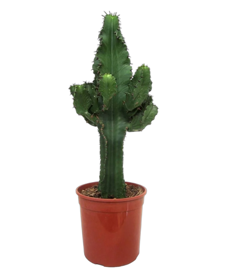 Эуфорбия Эритрея - Euphorbia eritrea D24 H80