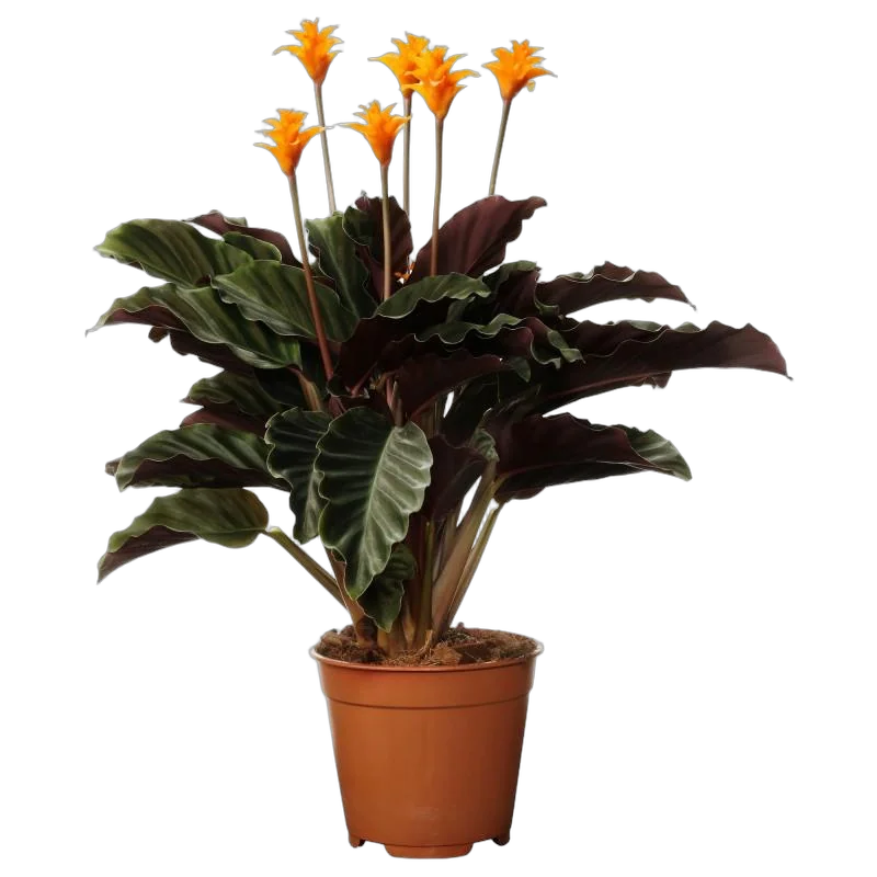Калатея Кроката - Calathea crocata D14 H40