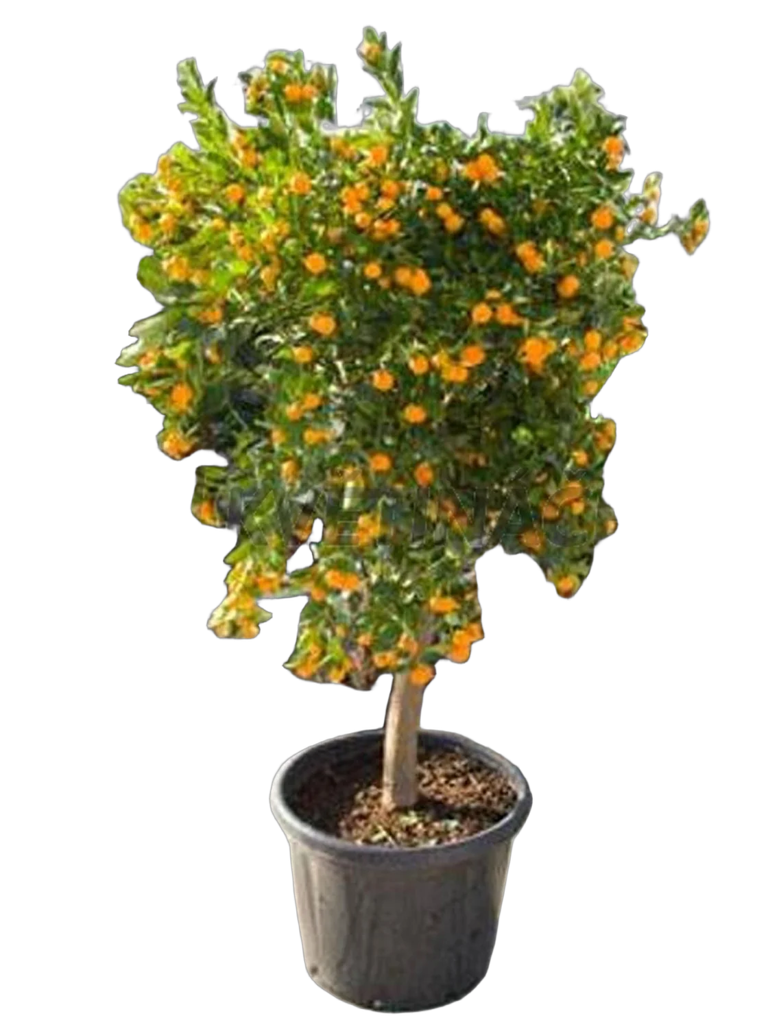 Кумкват - Kumquat D46 H200