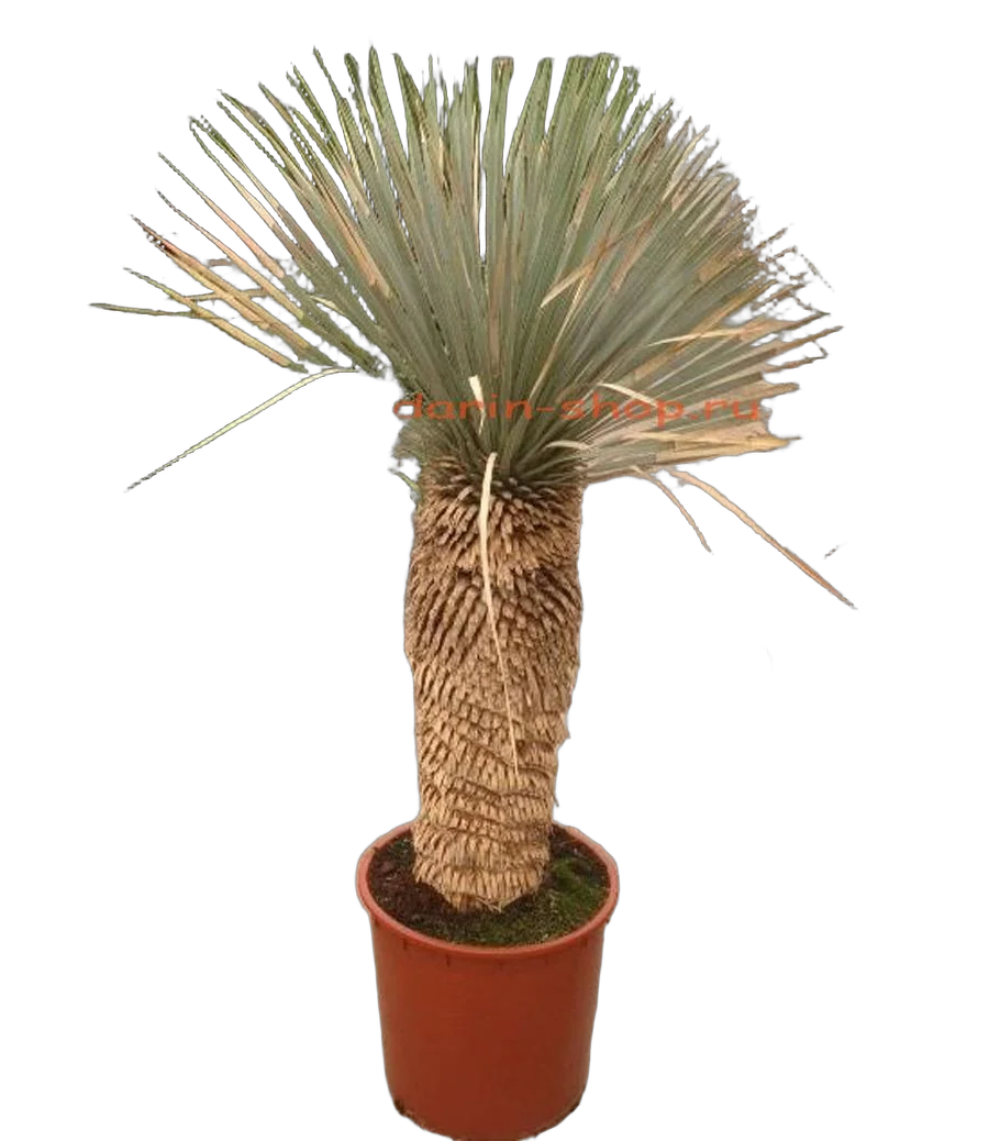 Пальма Юкка разветвленная - Yucca rostrata D34 H120