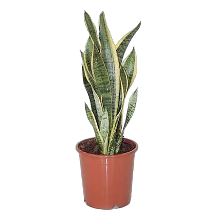 Сансевиерия Лауренти - Sansevieria Laurentii D15 H50