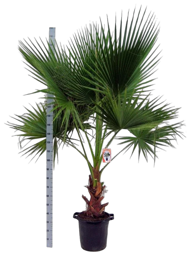 Пальма Хамеропс гумилис - Chamaerops humilis D45 H200